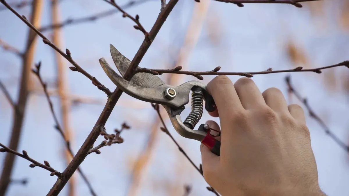 Make the most of January pruning in the Czech Republic