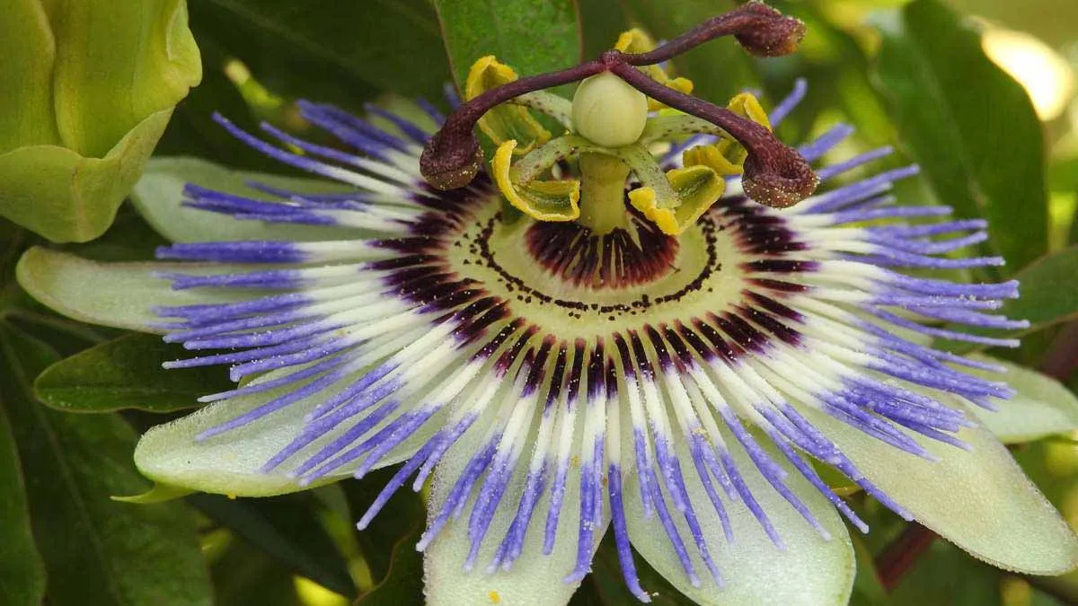 Lidl's passionflower: a green way to get privacy and tranquillity